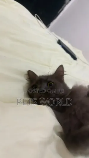 1+ year Female Purebred Persian