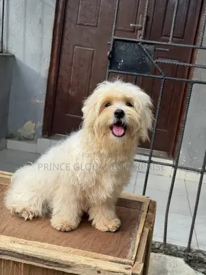 3-6 months Male Purebred Lhasa Apso