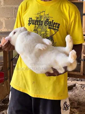 Live Rabbits for Sale in Ibadan