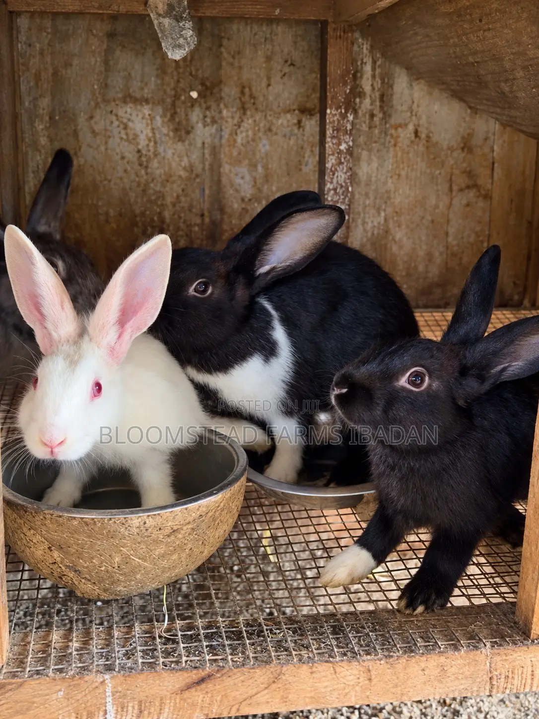 Live Rabbits for Sale in Ibadan