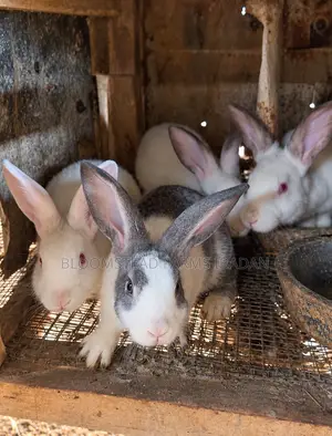 Live Rabbits for Sale in Ibadan