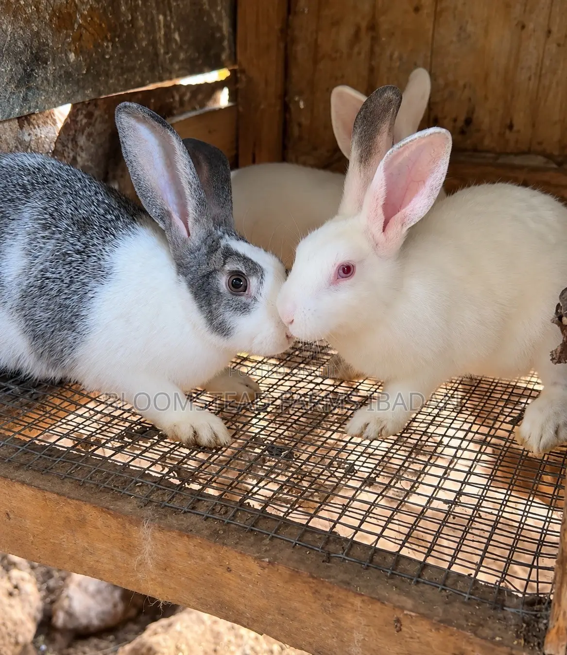 Live Rabbits for Sale in Ibadan