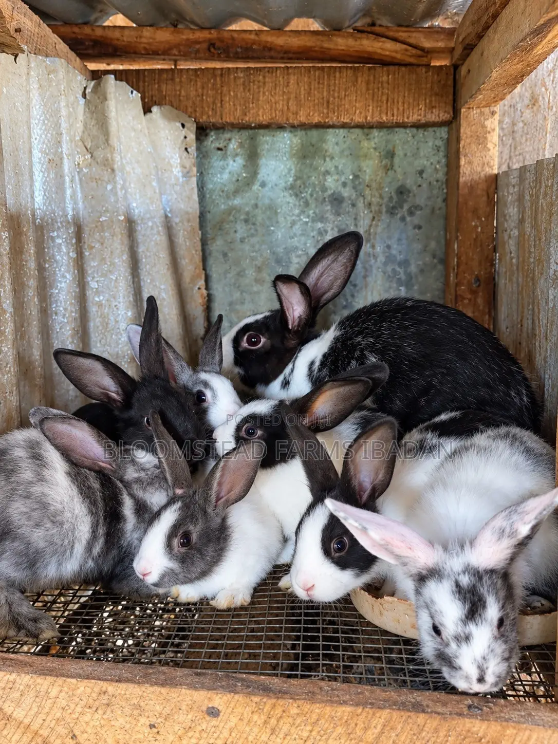 Live Rabbits for Sale in Ibadan