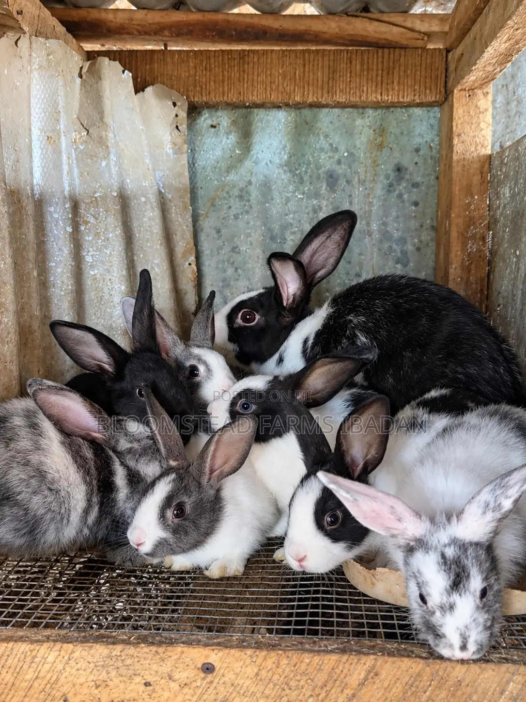 Live Rabbits for Sale in Ibadan