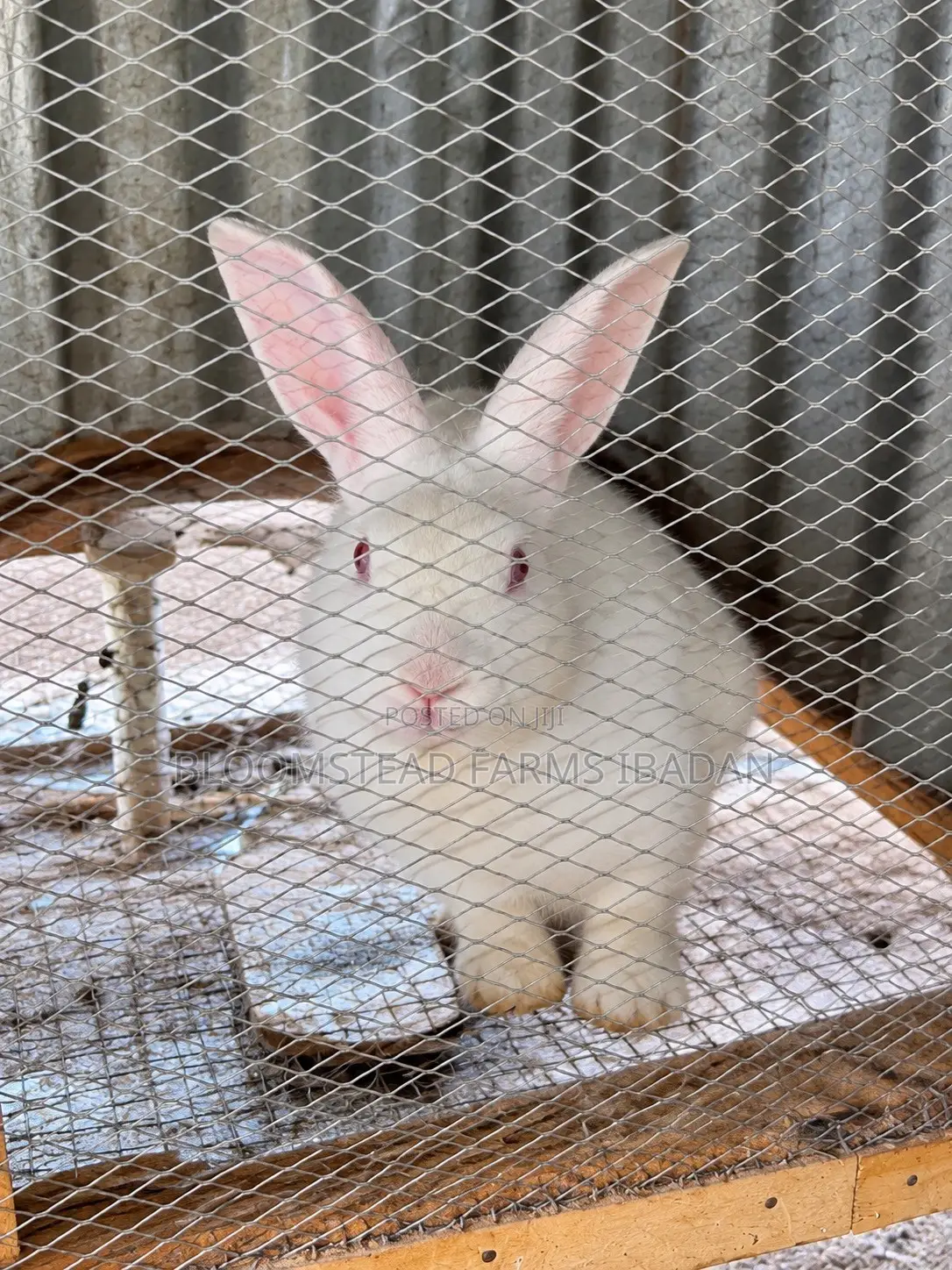 Live Rabbits for Sale in Ibadan