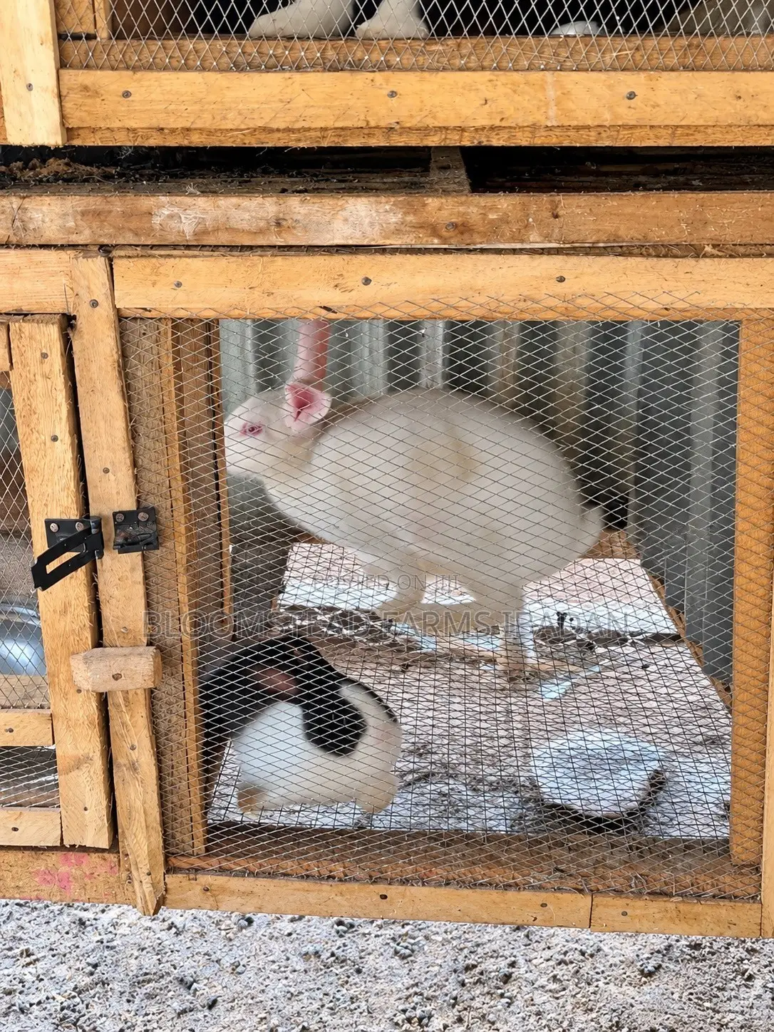 Live Rabbits for Sale in Ibadan