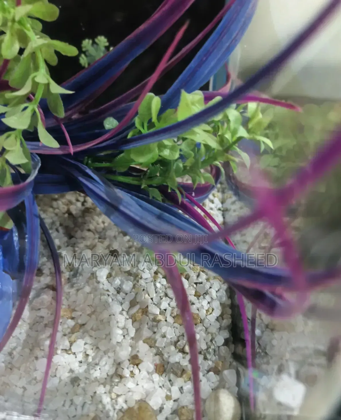 Fairly Used Aquarium