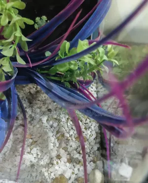 Fairly Used Aquarium