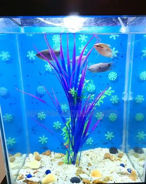 Fairly Used Aquarium