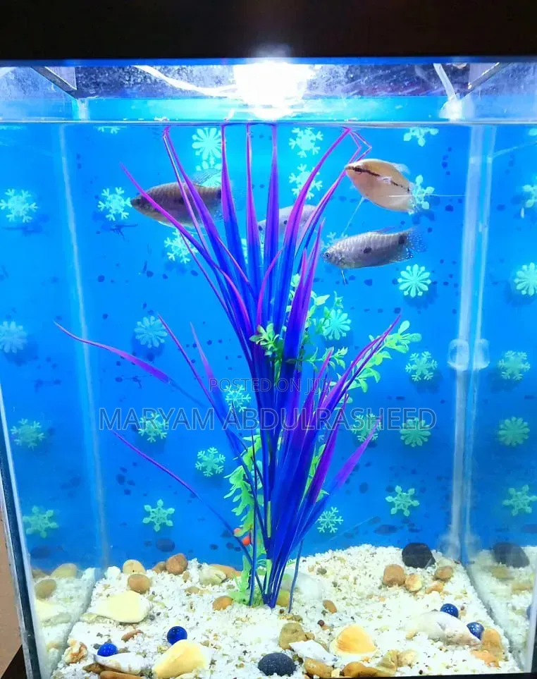 Fairly Used Aquarium