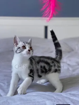 1-3 months Female Purebred American Shorthair