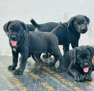 1-3 months Female Purebred Cane Corso