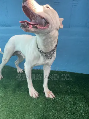 1+ year Male Purebred American Pit Bull Terrier