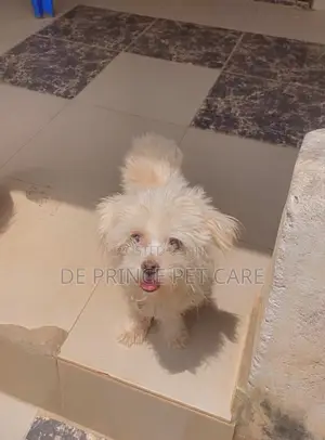 6-12 months Female Purebred Lhasa Apso