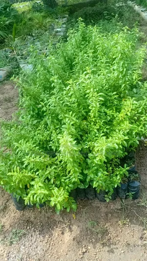 West Indies Plants