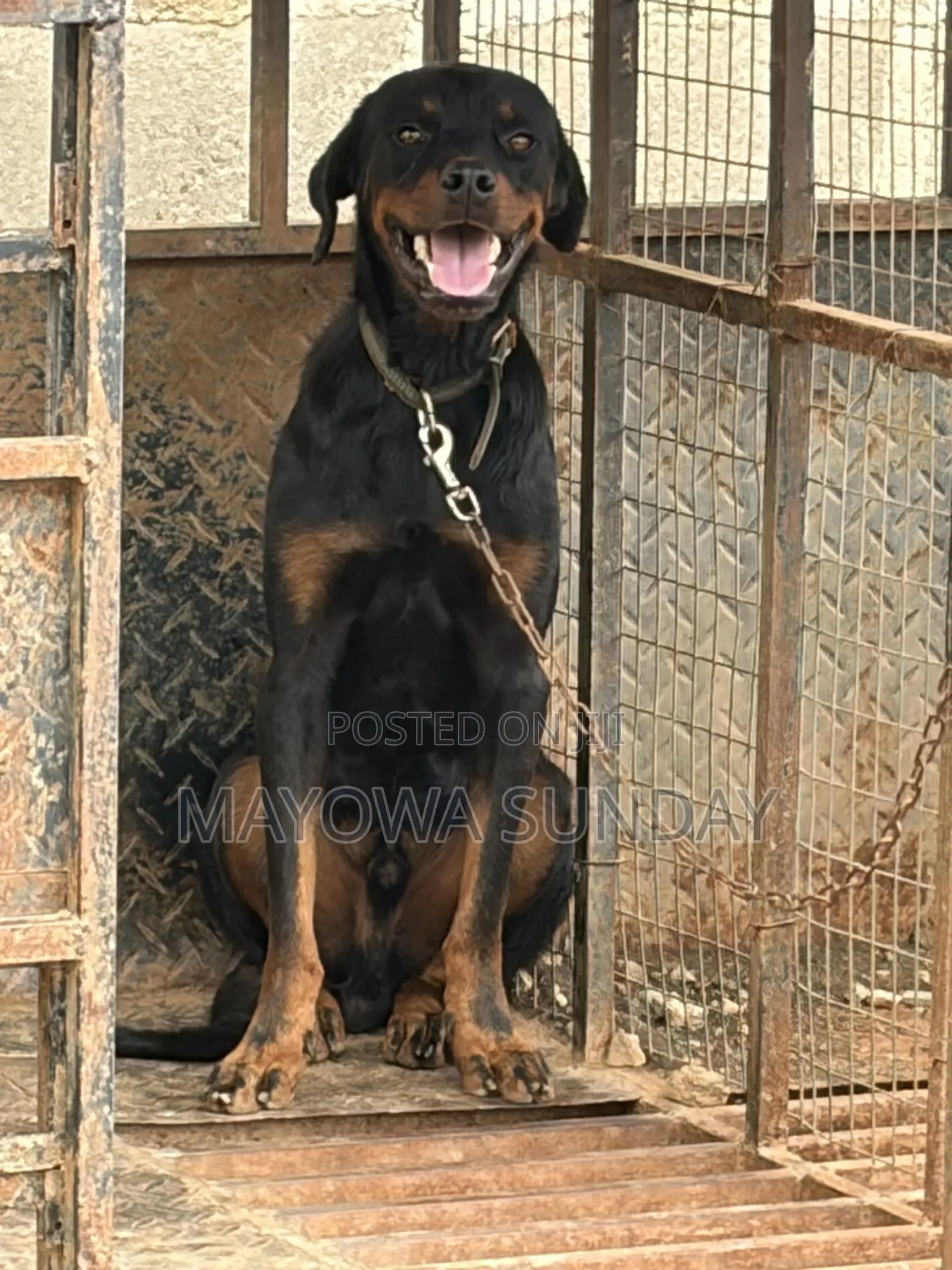 Active Rottweiler Stud Service - Ready to Mate