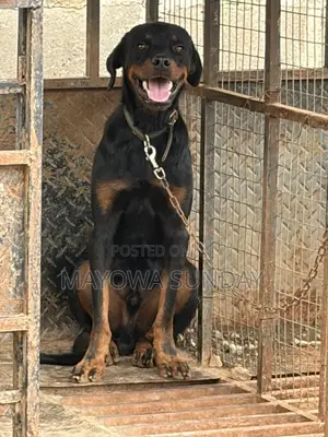 Active Rottweiler Stud Service - Ready to Mate