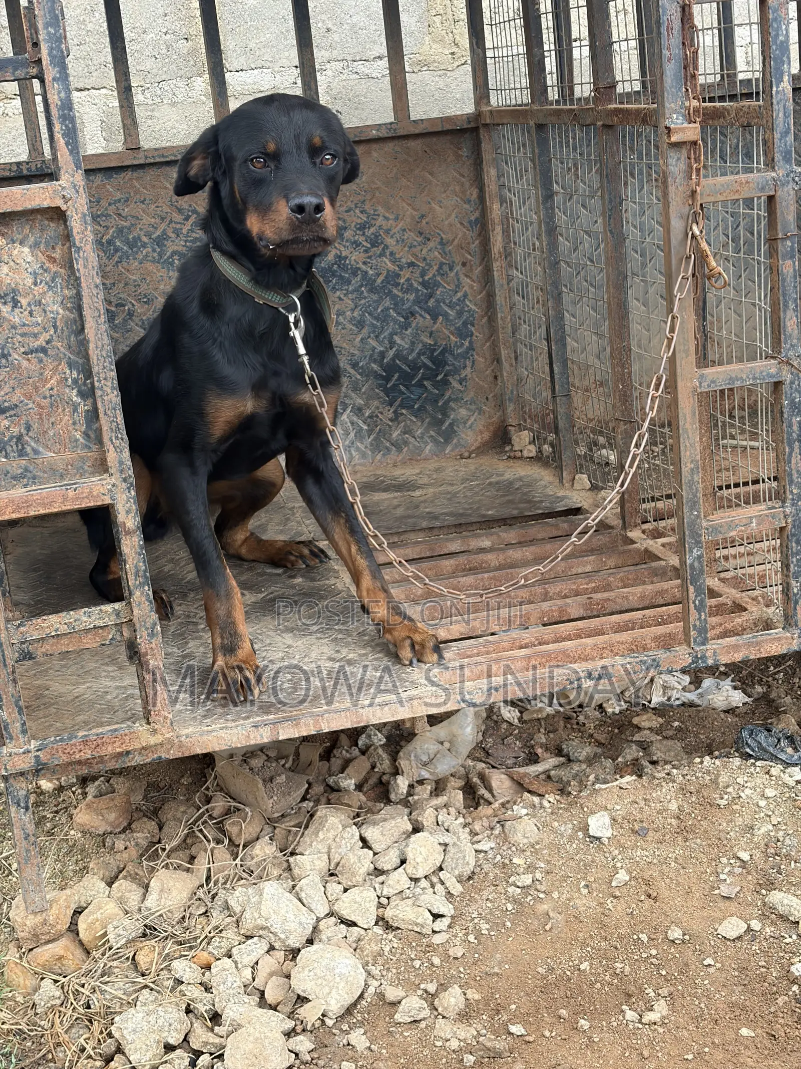 Active Rottweiler Stud Service - Ready to Mate