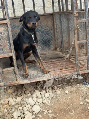 Active Rottweiler Stud Service - Ready to Mate