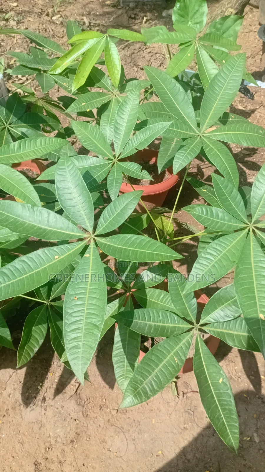 Money Tree Plant