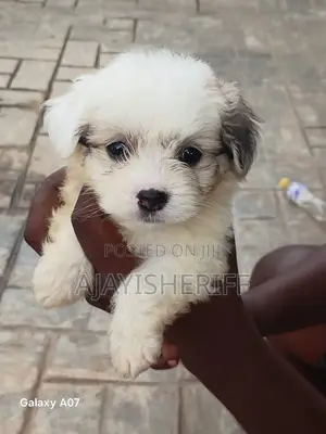 1-3 months Male Purebred Lhasa Apso