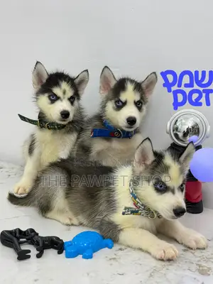 1-3 months Female Purebred Siberian Husky