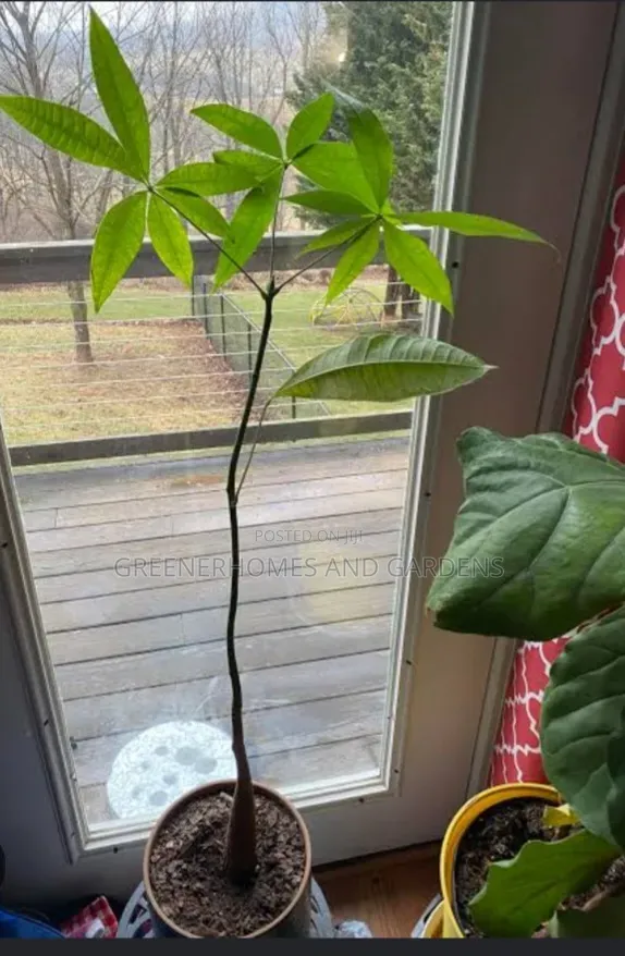 Money Tree Plant