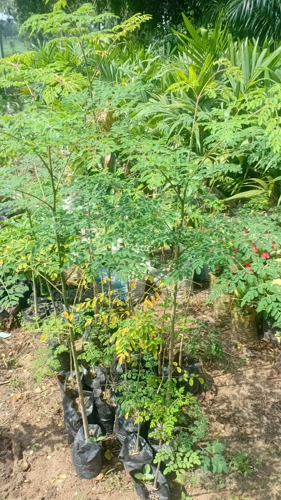 Moringa Seedlings