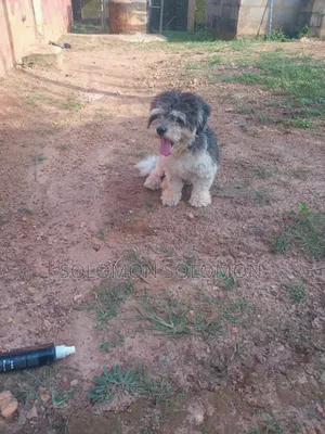 1+ year Male Purebred Lhasa Apso