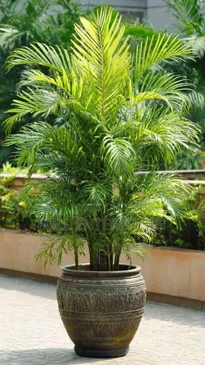 Fumigation Cleaning and Landscaping