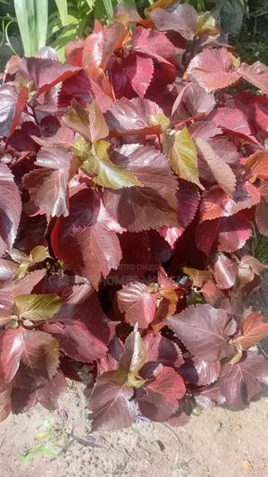 Alcalipha Seedlings