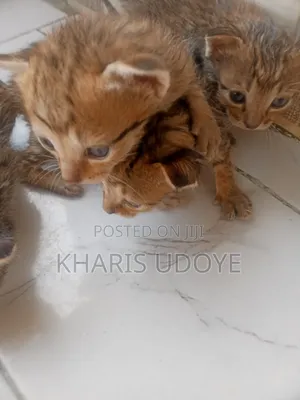 1-3 months Male Purebred Tabby