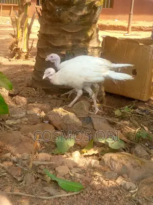 Healthy Local Turkey