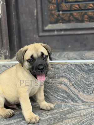 1-3 months Male Purebred Boerboel
