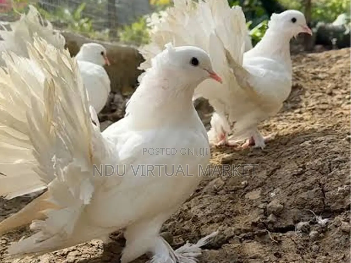 Fan Tail Pigeons - Excellent Stock
