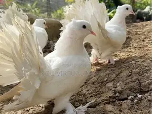 Fan Tail Pigeons - Excellent Stock