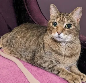 6-12 months Male Purebred Tabby