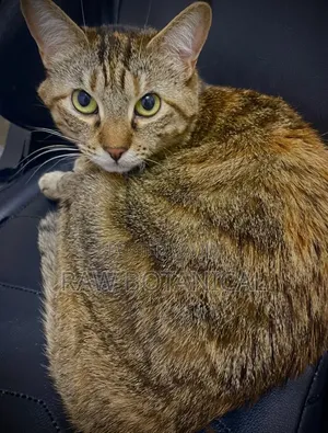6-12 months Male Purebred Tabby