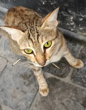 6-12 months Male Purebred Tabby