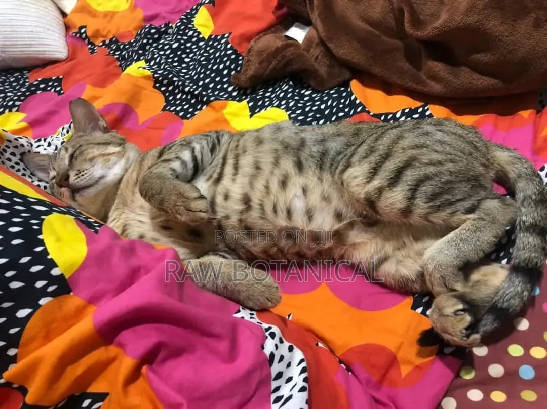 6-12 months Male Purebred Tabby