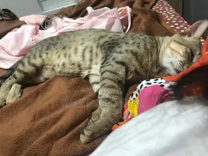6-12 months Male Purebred Tabby