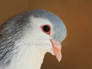 Silver Lahore Pigeons - Fresh Birds