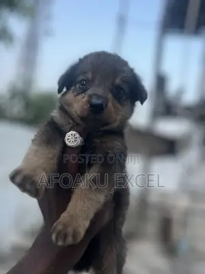0-1 month Male Mixed Breed Caucasian Shepherd