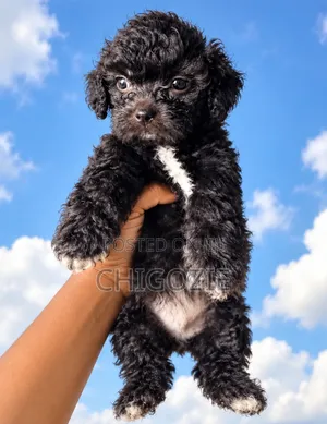 1-3 months Male Purebred Shih Tzu