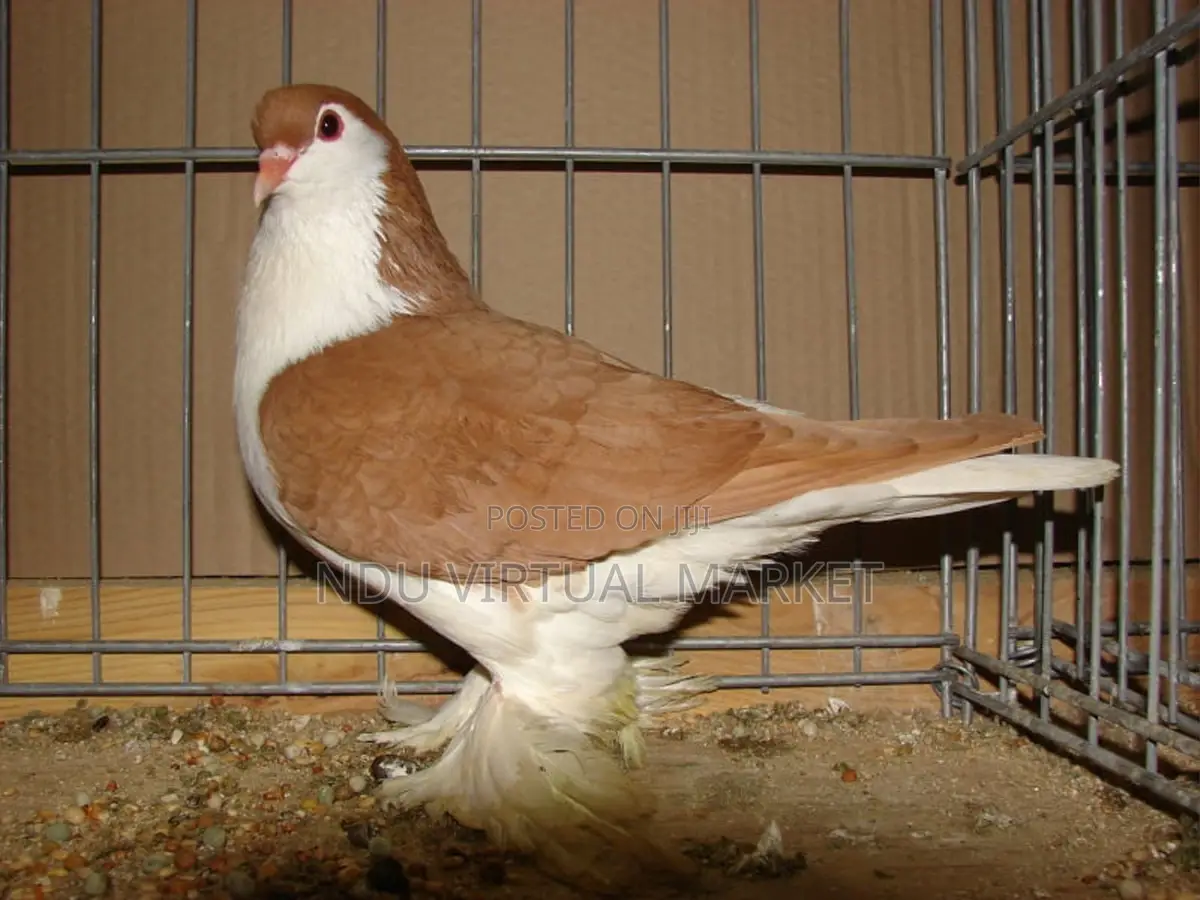 Golden Lahore Pigeons - Clean Breed