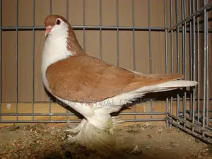 Golden Lahore Pigeons - Clean Breed