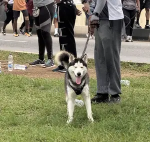 1+ year Male Purebred Siberian Husky