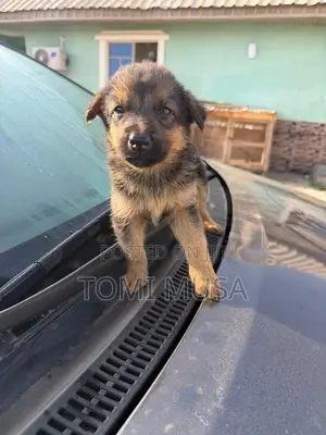 1-3 months Female Purebred German Shepherd
