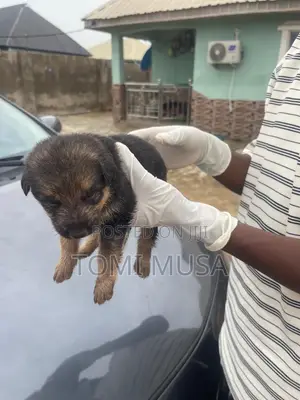 1-3 months Female Purebred German Shepherd