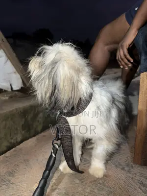 6-12 months Female Purebred Lhasa Apso